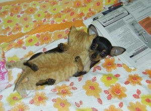 不可不看:十大经典的学生插嘴,你笑了,有木有? http://www.80-go.com/wp-content/uploads/2011/04/http_imgloadCAHZQZTE-300x221.jpg