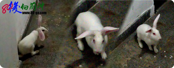 rabbit rabbit